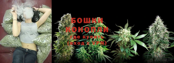 прущие грибы Балабаново